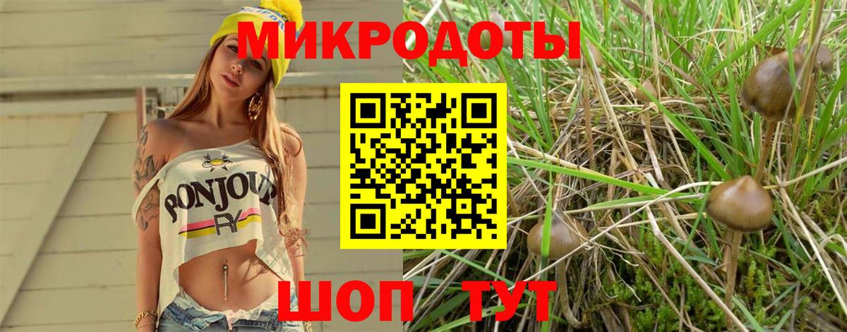 Псилоцибиновые грибы Psilocybe Златоуст